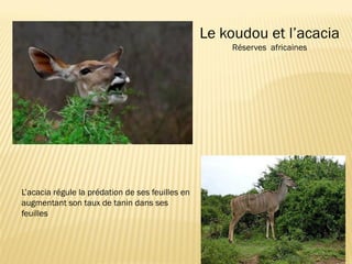 L’acacia régule la prédation de ses feuilles en
augmentant son taux de tanin dans ses
feuilles
Le koudou et l’acacia
Réserves africaines
 