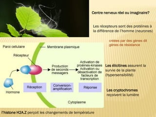 Centre nerveux réel ou imaginaire?
Les récepteurs sont des protéines à
la différence de l’homme (neurones)
l’histone H2A.Z perçoit les changements de température
Les cryptochromes
reçoivent la lumière
créées par des gènes dit
gènes de résistance
Les élicitines assurent la
survie de la plante
(hypersensibilité)
 