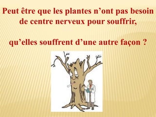 Peut être que les plantes n’ont pas besoin
de centre nerveux pour souffrir,
qu’elles souffrent d’une autre façon ?
 