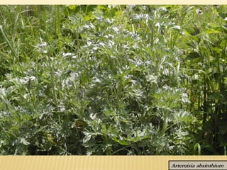 Maceron perfolié
Smyrnium perfoliatum
 