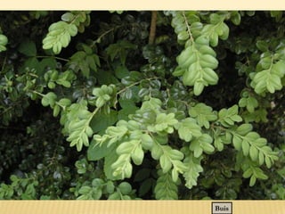 Reine des prés, Filipendula ulmaria
Saule blanc, Salix alba
 