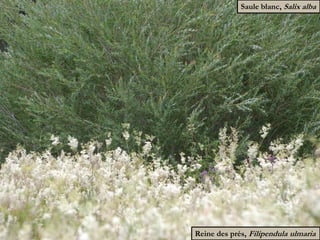 Maïs,
Zea mays subsp. Mays L. Poacées
Diabrotica virgifera virgifera
 