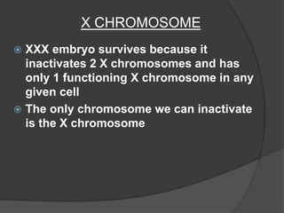 X CHROMOSOME
 XXX embryo survives because it
inactivates 2 X chromosomes and has
only 1 functioning X chromosome in any
given cell
 The only chromosome we can inactivate
is the X chromosome
 