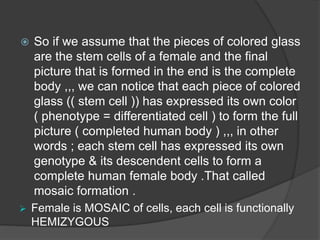  So if we assume that the pieces of colored glass
are the stem cells of a female and the final
picture that is formed in the end is the complete
body ,,, we can notice that each piece of colored
glass (( stem cell )) has expressed its own color
( phenotype = differentiated cell ) to form the full
picture ( completed human body ) ,,, in other
words ; each stem cell has expressed its own
genotype & its descendent cells to form a
complete human female body .That called
mosaic formation .
 Female is MOSAIC of cells, each cell is functionally
HEMIZYGOUS
 