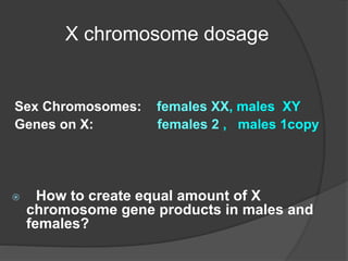 X chromosome dosage
 How to create equal amount of X
chromosome gene products in males and
females?
Sex Chromosomes: females XX, males XY
Genes on X: females 2 , males 1copy
 