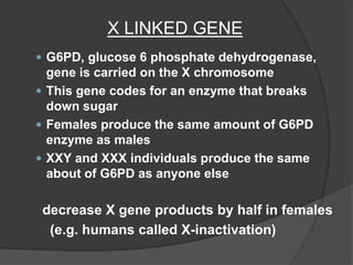 X LINKED GENE
 G6PD, glucose 6 phosphate dehydrogenase,
gene is carried on the X chromosome
 This gene codes for an enzyme that breaks
down sugar
 Females produce the same amount of G6PD
enzyme as males
 XXY and XXX individuals produce the same
about of G6PD as anyone else
decrease X gene products by half in females
(e.g. humans called X-inactivation)
 