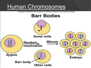 Human Chromosomes
 