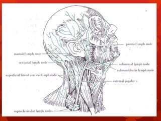 Lyphatic drainage of maxilla