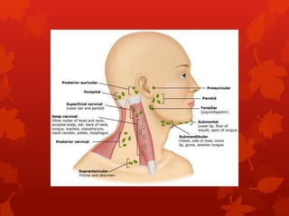Lyphatic drainage of maxilla