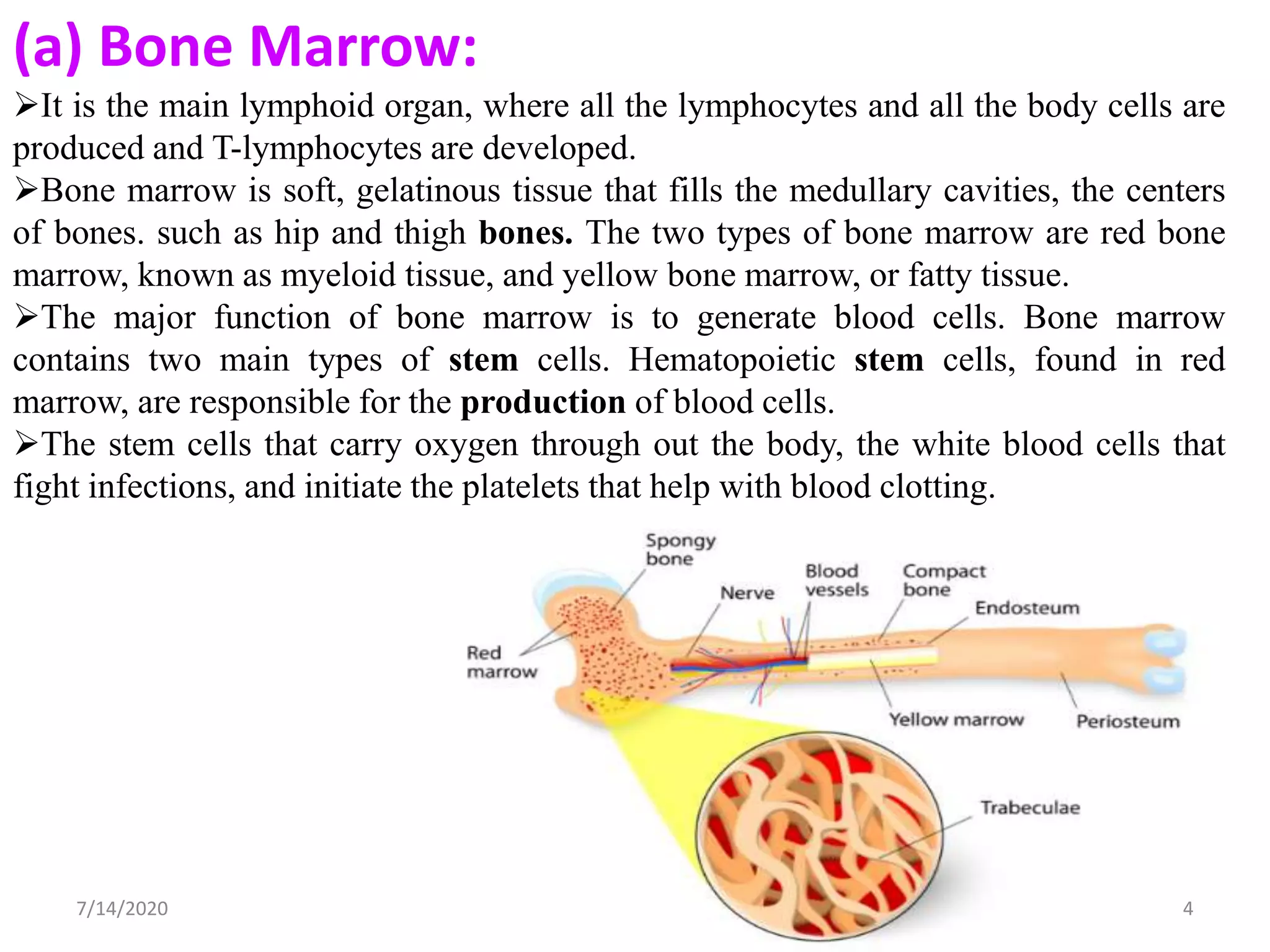 Lyphoid organs | PPT