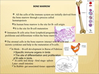  All the cells of the immune system are initially derived from
the bone marrow through a process called
hematopoiesis
BONE MARROW
In human bone marrow is the site for B- cell origin
It is the site for B-cell maturation
 Immature B cells arise from lymphoid progenitors,
proliferate and differentiate within the bone marrow
The stromal cells in the bone marrow interact with B cells and
secrete cytokines and help in the maturation of b-cells .
In Birds – B-cell development in Bursa of Fabricus
 In cattle and sheep –fetal stage- spleen
Later- small intestine
In Rabbit- gut associated tissue- appendix
Specific immune organs in birds
The site of differentiation and proliferation
of B cells in birds.
 