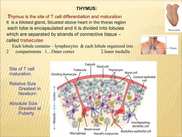Lymphoid organs ppt | PPT | Bone and Joint Conditions | Diseases and ...