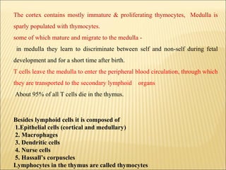 The cortex contains mostly immature & proliferating thymocytes, Medulla is
sparly populated with thymocytes.
some of which mature and migrate to the medulla -
in medulla they learn to discriminate between self and non-self during fetal
development and for a short time after birth.
T cells leave the medulla to enter the peripheral blood circulation, through which
they are transported to the secondary lymphoid organs
About 95% of all T cells die in the thymus.
Besides lymphoid cells it is composed of
1.Epithelial cells (cortical and medullary)
2. Macrophages
3. Dendritic cells
4. Nurse cells
5. Hassall’s corpuscles
Lymphocytes in the thymus are called thymocytes
 