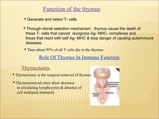 Function of the thymus
 Generate and select T- cells
 Through clonal selection mechanism , thymus cause the death of
those T- cells that cannot recognize Ag- MHC- complexes and
those that react with self Ag- MHC & stop danger of causing autoimmune
diseases.
 Thus about 95% of all T cells die in the thymus.
Role Of Thymus In Immune Function
Thymectomy.
 Thymectomy is the surgical removal of thymus
 Thymectomized mice show decrease
in circulating lymphocytes & absence of
cell mediated immunity
 