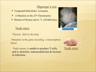 Digeorge’s syn.
 A Mutation on the 22nd
Chromosome
 Absence of thymus and so T- cell deficiency
 Congenital birth defect in humans
Nude mice
Nude mice
Thymus fails to develop
Nude mouse is unable to produce T-cells,
and is, therefore, immunodeficient & increase
in infections
Mutation in the gene encoding a transcription
factor
 