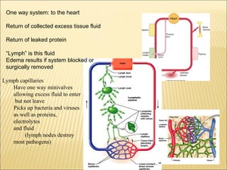 One way system: to the heart
Return of collected excess tissue fluid
Return of leaked protein
“Lymph” is this fluid
Edema results if system blocked or
surgically removed
Lymph capillaries
Have one way minivalves
allowing excess fluid to enter
but not leave
Picks up bacteria and viruses
as well as proteins,
electrolytes
and fluid
(lymph nodes destroy
most pathogens)
 