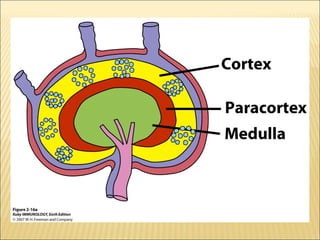 Lymphoid organs  ppt