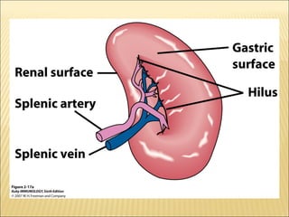 Lymphoid organs  ppt