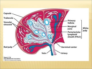Lymphoid organs  ppt