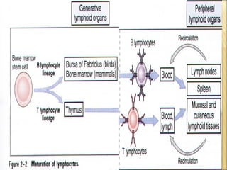 Lymphoid organs  ppt
