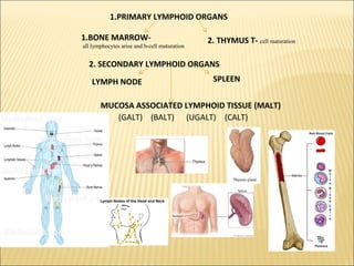1.PRIMARY LYMPHOID ORGANS
1.BONE MARROW-
all lymphocytes arise and b-cell maturation
2. THYMUS T- cell maturation
2. SECONDARY LYMPHOID ORGANS
LYMPH NODE SPLEEN
MUCOSA ASSOCIATED LYMPHOID TISSUE (MALT)
(GALT) (BALT) (UGALT) (CALT)
 