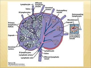 Lymphoid organs ppt | PPT