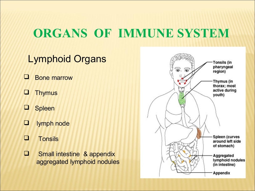 Other Lymphoid Organs Boundless Anatomy And Physiolog vrogue.co