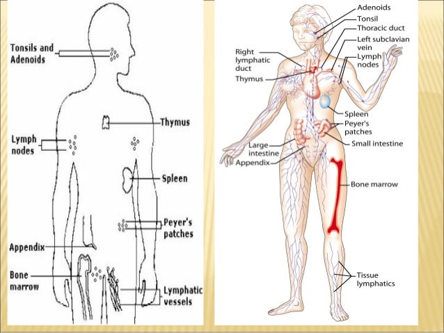 secondary lymphoid organs