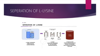 SEPERATION OF L-LYSINE
 