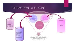 EXTRACTION OF L-LYSINE
L-LYSINE CONCENTRATED
(ACIDIFIED L-LYSINE)
L-LYSINE
MOTHER
LIQUOR
HCL
MOTHER
LIQUOR
(CANE
MOLLASES
LIQUID
L-LYSINE HCL
 