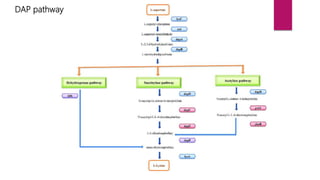 DAP pathway
 
