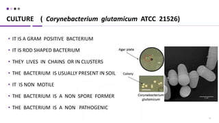 13
• IT IS A GRAM POSITIVE BACTERIUM
• IT IS ROD SHAPED BACTERIUM
• THEY LIVES IN CHAINS OR IN CLUSTERS
• THE BACTERIUM IS USUALLY PRESENT IN SOIL
• IT IS NON MOTILE
• THE BACTERIUM IS A NON SPORE FORMER
• THE BACTERIUM IS A NON PATHOGENIC
CULTURE ( Corynebacterium glutamicum ATCC 21526)
 