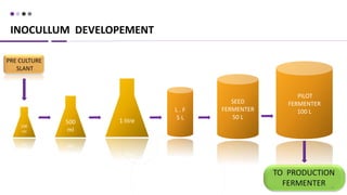 INOCULLUM DEVELOPEMENT
17
500
ml
1 litre
L . F
5 L
SEED
FERMENTER
50 L
PILOT
FERMENTER
100 L
100
ml
PRE CULTURE
SLANT
TO PRODUCTION
FERMENTER
 