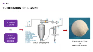 PURIFICATION OF L-LYSINE
25
ACIDIFIED
L - LYSINE
PURE
L – LYSINE
LIQUID
OR
POWDERED L- LYSINE
OR
CRYSTALINE L-LYSINE
 