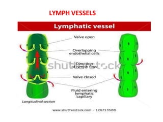LYMPH VESSELS
 