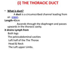 (i) THE THORACIC DUCT
• What is duct?
A duct is a circumscribed channel leading from
an organ.
Length-40cm
Ascends through the diaphragm and passes
upwards in the thoracic cavity.
it drains Lymph from
Both legs
The pelvicabdominal cavities
Left half of the The Thorax
Head & Neck
The Left upper Limbs.
 