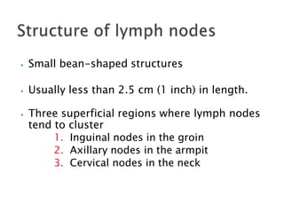 ⦁ Small bean-shaped structures
⦁ Usually less than 2.5 cm (1 inch) in length.
⦁ Three superficial regions where lymph nodes
tend to cluster
1. Inguinal nodes in the groin
2. Axillary nodes in the armpit
3. Cervical nodes in the neck
 