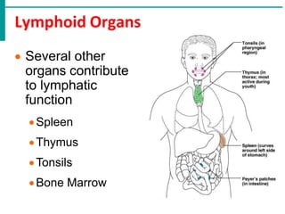 Lymphoid Organs
 Several other
organs contribute
to lymphatic
function
Spleen
Thymus
Tonsils
Bone Marrow
 