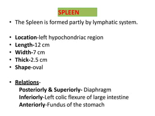 SPLEEN
• The Spleen is formed partly by lymphatic system.
• Location-left hypochondriac region
• Length-12 cm
• Width-7 cm
• Thick-2.5 cm
• Shape-oval
• Relations-
Posteriorly & Superiorly- Diaphragm
Inferiorly-Left colic flexure of large intestine
Anteriorly-Fundus of the stomach
 