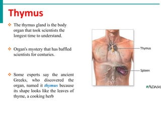 Thymus
 The thymus gland is the body
organ that took scientists the
longest time to understand.
 Organ's mystery that has baffled
scientists for centuries.
 Some experts say the ancient
Greeks, who discovered the
organ, named it thymus because
its shape looks like the leaves of
thyme, a cooking herb
 
