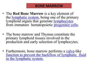 BONE MARROW
• The Red Bone Marrow is a key element of
the lymphatic system, being one of the primary
lymphoid organs that generate lymphocytes
from immature hematopoietic progenitor cells.
• The bone marrow and Thymus constitute the
primary lymphoid tissues involved in the
production and early selection of lymphocytes.
• Furthermore, bone marrow performs a valve-like
function to prevent the backflow of lymphatic fluid
in the lymphatic system.
 