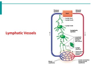 Lymphatic Vessels
 