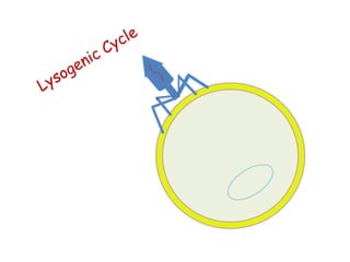 Lysogenic and lytic cycles