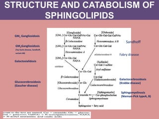 STRUCTURE AND CATABOLISM OF
SPHINGOLIPIDS
GM1 Gangliosidosis
GM2Gangliosidosis
(Tay-Sachs disease, Sandhoff,
variant AB)
Glucocerebrosidosis
(Gaucher disease)
Sphingomyelinosis
(Nieman-Pick typeA, B)
Galactosialidosis
Galactocerbrosidosis
(Krabbe disease)
sialidase
αGalactosidase A
Sandhoff
Fabry disease
 
