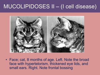 MUCOLIPIDOSES II – (I cell disease)
• Face; cat, 8 months of age. Left. Note the broad
face with hypertelorism, thickened eye lids, and
small ears. Right. Note frontal bossing
 