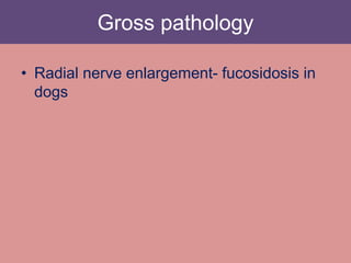 Gross pathology
• Radial nerve enlargement- fucosidosis in
dogs
 