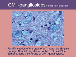 GM1-gangliosides- Luxol Fast Blue stain
• Paraffin section of the brain of a 7-month-old English
Springer Spaniel dog stained with Luxol Fast Blue
demonstrating the storage of GM1-gangliosides.
 