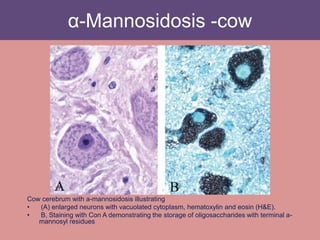 α-Mannosidosis -cow
Cow cerebrum with a-mannosidosis illustrating
• (A) enlarged neurons with vacuolated cytoplasm, hematoxylin and eosin (H&E).
• B, Staining with Con A demonstrating the storage of oligosaccharides with terminal a-
mannosyl residues
 