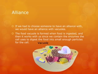 AllianceIf we had to choose someone to have an alliance with, we would have an alliance with vacuoles. The food vacuole is formed when food is ingested, and  then it works with us since we contain the enzymes the cell uses to digest the food into small enough particles for the cell.