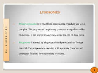 1. Primary lysosome is formed from endoplasmic reticulum and Golgi
complex. The enzymes of the primary lysosome are synthesized by
ribosomes, it can secrete its enzyme outside the cell or store them.
2. Phagosome is formed by phagocytosis and pinocytosis of foreign
material. The phagosome associates with a primary lysosome and
undergoes fusion to form secondary lysosome.
P
O
L
Y
M
O
R
P
H
I
S
M
9
LYSOSOMES
 